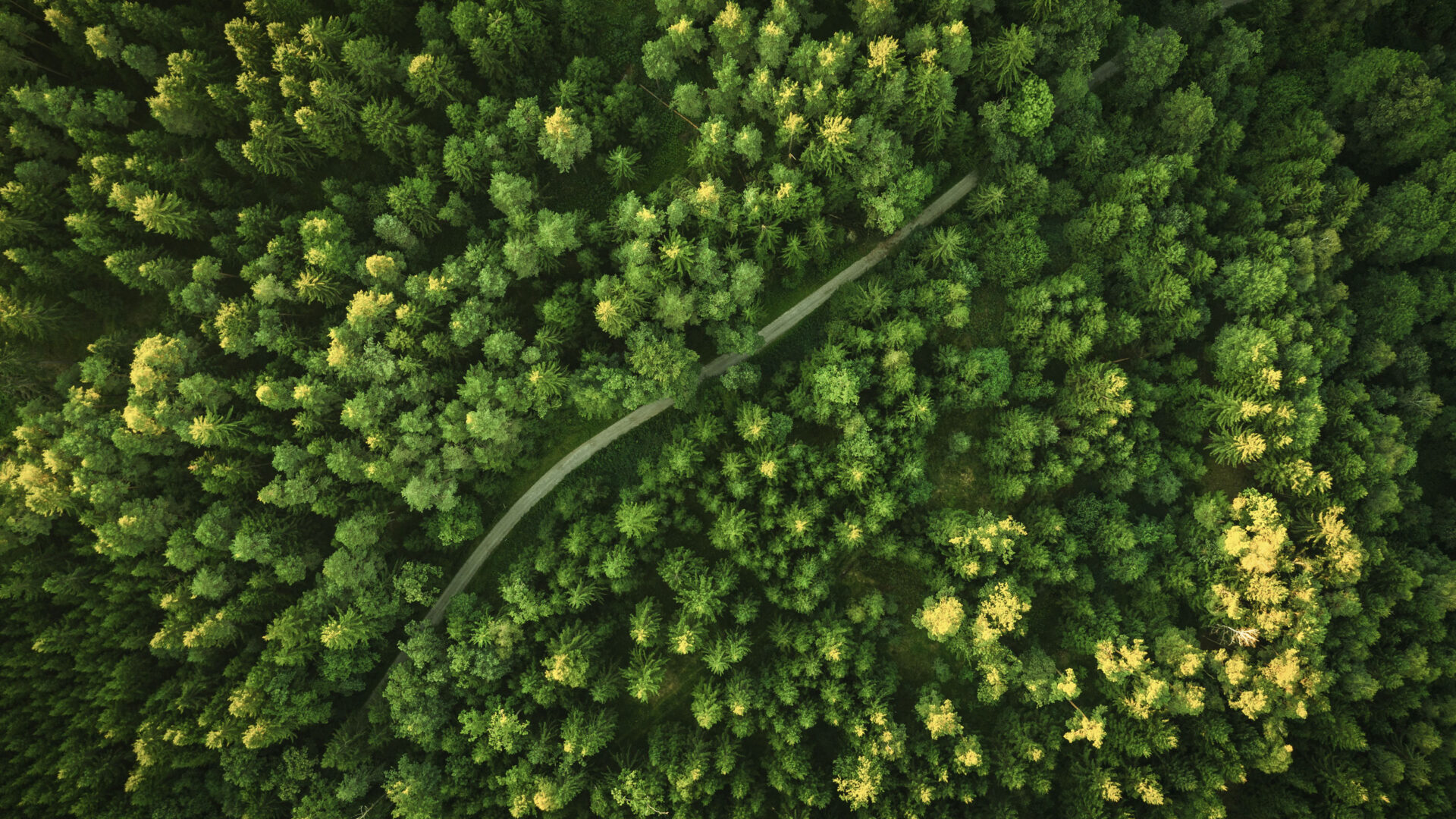 Headerbild zum Blogartikel "Nachhaltigkeit in Produktion, Logistik und Supply Chain", zeigt Wald mit Straße von oben als Luftaufnahme